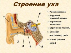 Строение человеческого уха. Строение и схема ушной раковины человека