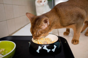 Можно ли отучить кота от сухого корма. Как правильно отучить кошку от сухого корма. Как заставить животное кушать непривычную и невкусную еду