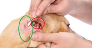 Чем чистить уши собаке в домашних условиях. Как и чем чистить уши собаке в домашних условиях? Как мыть уши собакам