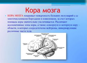 Раздражение подкорковых структур. Ирритация коры головного мозга ведет к серьезным нарушениям во всем организме. Как проявляется ирритация головного мозга