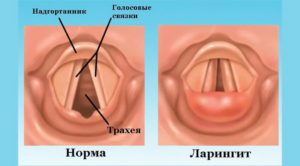 Чем лечить воспаление голосовых связок у собак. Ларингит у собак: как уберечься от болезни, и можно ли вылечить народными средствами. Лечение ринита у собаки