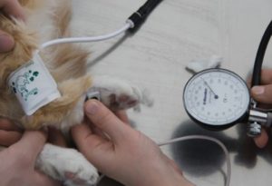 Низкое давление у собаки лечение. Давление у собаки: норма, симптомы повышенного, пониженного, как измерить в домашних условиях, ZooSecrets. Методы лечения высокого АД
