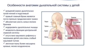 Заболевания органов дыхания у детей. Особенности строения дыхательной системы у детей