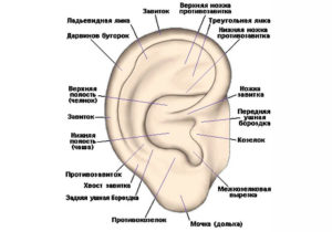 Строение человеческого уха. Строение и схема ушной раковины человека