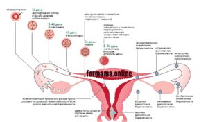 Зачатие происходит сразу после акта. Через сколько дней происходит оплодотворение после зачатия