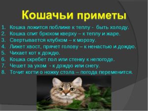 Почему кошки не приживаются? Кот в доме приметы