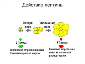 Лептин повышен препарат для снижения. Лептин (гормон) повышен - что это значит? Лептин - гормон насыщения: функции и его роль. Методы лечения повышенного лептина