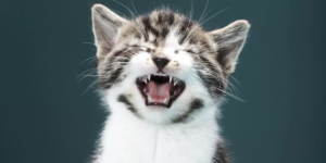 Что делать если котенок кричит. Почему котенок постоянно мяукает: причины такого поведения? Изменение гормональной среды как причина мяуканья