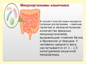 Какие продукты вызывают брожение в кишечнике. Брожение и гниение в кишечнике