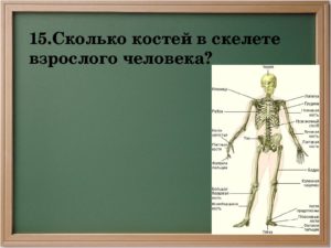 Сколько костей насчитывается в скелете человека. Скелет: сколько костей в теле человека