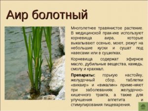 Аир болотный: свойства, применение и противопоказания. Аир болотный (обыкновенный) — где растет, чем полезен, как использовать в лечебных целях