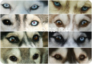 Сибирский хаски разные глаза. Почему у хаски разные глаза. Какие бывают виды хаски