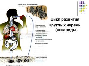 Стадия развития аскариды. Аскариды в лёгких. Цикл развития аскариды