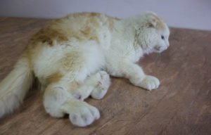 Остеохондродисплазия кошек породы Скотиш Фолд (Scottish Fold). Остеохондродисплазия шотландских вислоухих кошек
