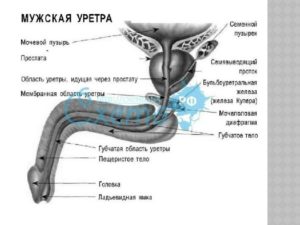 Кавернозная ткань. Раскрываем секреты увеличения члена. Верхние мочевые пути человека