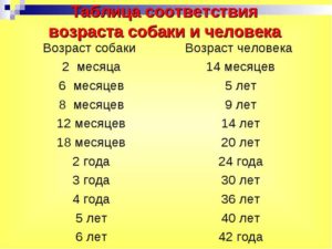 Как определить возраст собак алабая. Как определить возраст собаки по зубам за пять минут. Как перевести собачий возраст на человеческий, сколько у собак идет год жизни по человеческим меркам: расчет