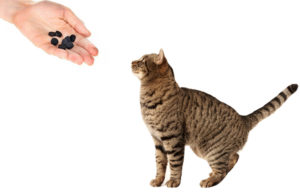 Как правильно дать кошке активированный уголь. Активированный уголь для кошек и собак Можно ли давать кошкам активированный
