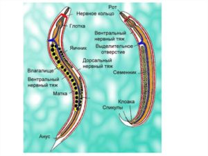 Органы размножения человеческой аскариды. Введение, круглые черви, класс нематод, человеческая аскарида - беспозвоночные черви