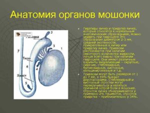 Перекрут гидатиды яичка: что это такое, диагностика заболевания, лечение. Причины возникновения и лечение гидатиды яичника