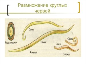 Органы размножения человеческой аскариды. Введение, круглые черви, класс нематод, человеческая аскарида - беспозвоночные черви