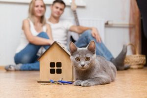 Как помочь котенку привыкнуть к новому дому. Как адаптировать кошку или кота к новому дому или квартире. Переезд с кошкой в деревню, на дачу или сельскую местность