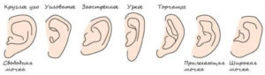 Какие мочки ушей бывают. Как узнать характер по форме ушей