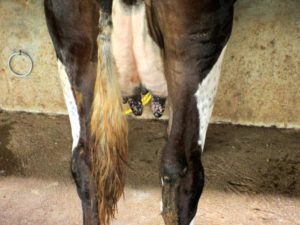 Коровья оспа. Чем опасна коровья оспа для человека? Симптомы, лечение и профилактика болезни
