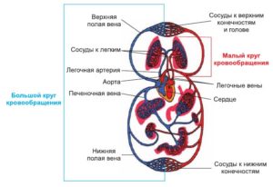 Два круга обращения имеют. Большой и малый круги кровообращения. Анатомическое строение и основные функции