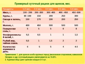 Как кормить щенка питбуля 1 месяц. Кормление щенка. Кормление сухими кормами