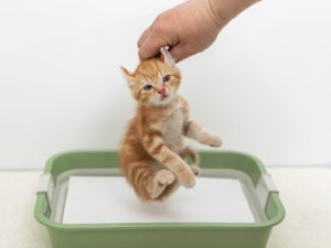 Как приучить котенка к ласке и рукам. Как приучить котенка к рукам: простые и полезные советы. Как ухаживать за уличной кошкой или котенком