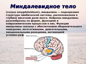 Миндалевидное тело. Где находится миндалевидное тело и какие выполняет функции