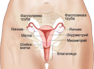 Левый яичник за маткой причины что делать. Женская матка: что это такое, как выглядит и где находится? Строение и физиологические изменения матки