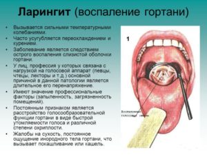 Инфекционный ларинготрахеит собак. Ларинготрахеит — воспаление гортани и трахеи у собак Прочие предрасполагающие факторы