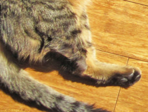 Кошка хромает на переднюю лапу: причины и лечение. Почему кошка хромает на переднюю лапу без видимых повреждений, что делать