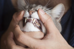 Почему кошка скрипит зубами