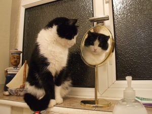 Почему кошки не видят себя в зеркале? Видят ли кошки себя в зеркале Почему кот смотрится в зеркало