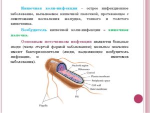 Кишечная палочка у мужчин — симптомы, причины, лечение. Кишечная палочка во влагалище