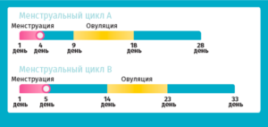 Сколько должен длиться цикл месячных. Какой цикл месячных считается нормальным