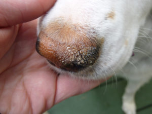 У собаки постоянно сухой нос. У собаки сухой нос. Что делать. Когда стоит переживать за нос собаки