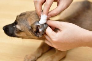 Чем чистить уши собаке в домашних условиях. Как и чем чистить уши собаке в домашних условиях? Как мыть уши собакам
