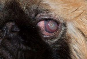 Диагностика и лечение гноящихся глаз. У пекинеса выпал глаз – что делать