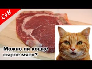 Когда можно давать сырое мясо котятам. Комнатный хищник — можно ли давать коту сырое мясо? Можно ли давать коту сырую говядину