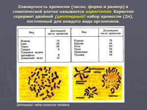 Диплоидный набор хромосом характерен для. Что такое хромосома. Гаплоидный и диплоидный набор хромосом. Возможные нарушения в кариотипе