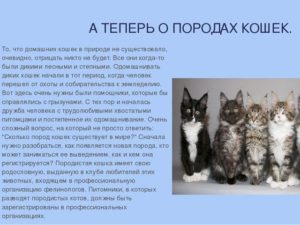 Сколько в мире котов и кошек. Сколько пород кошек существует в мире