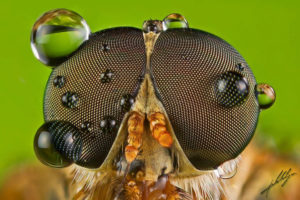 Как видят мир насекомые? Как видят мухи человека? Интересные факты о зрении насекомых