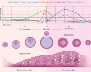 Когда начинается лютеиновая фаза цикла. Как ее распознать. Нарушение функциональности репродуктивной системы