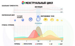 Кровь после месячных через 1 день. Месячные через неделю после месячных. Нарушение менструального цикла: причины, лечение