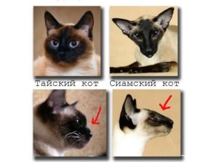 Сравнение тайской и сиамской кошки. Основные отличие сиамской кошки от тайской. Рацион тайской кошки