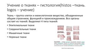 Учение о тканях (общая гистология). Наука, изучающая ткани, - гистология