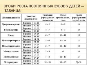 Сроки прорезывания зубов и формирования корней. Сроки прорезывания и закладки постоянных зубов. Пододонтобластический слой представлен ТК, ФБ, преОДБ, МК пульпы